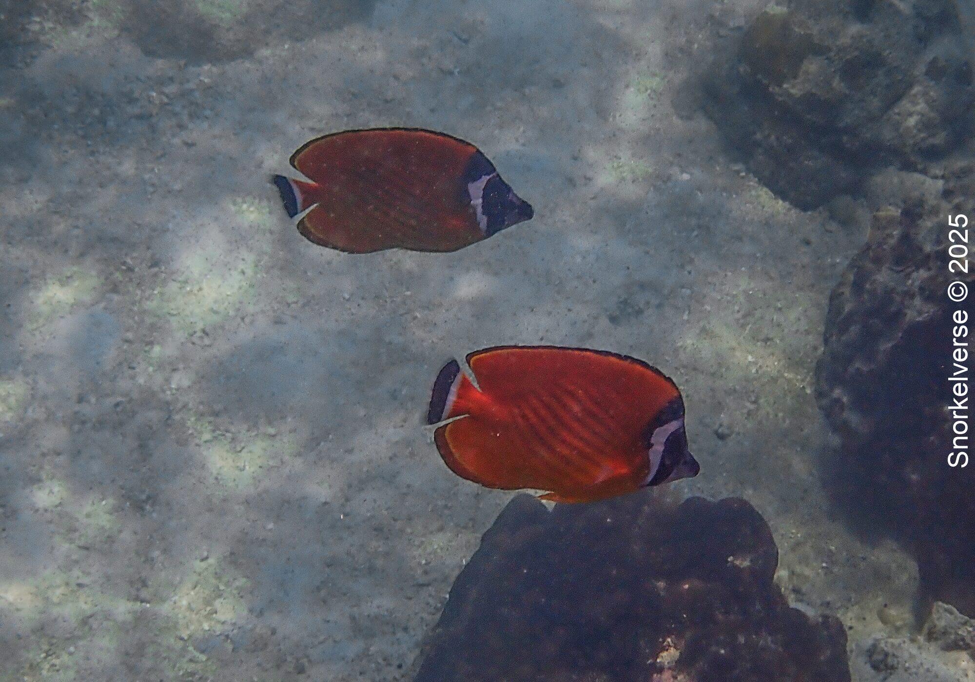 Weibel's Butterflyfish, Lighthouse Bay