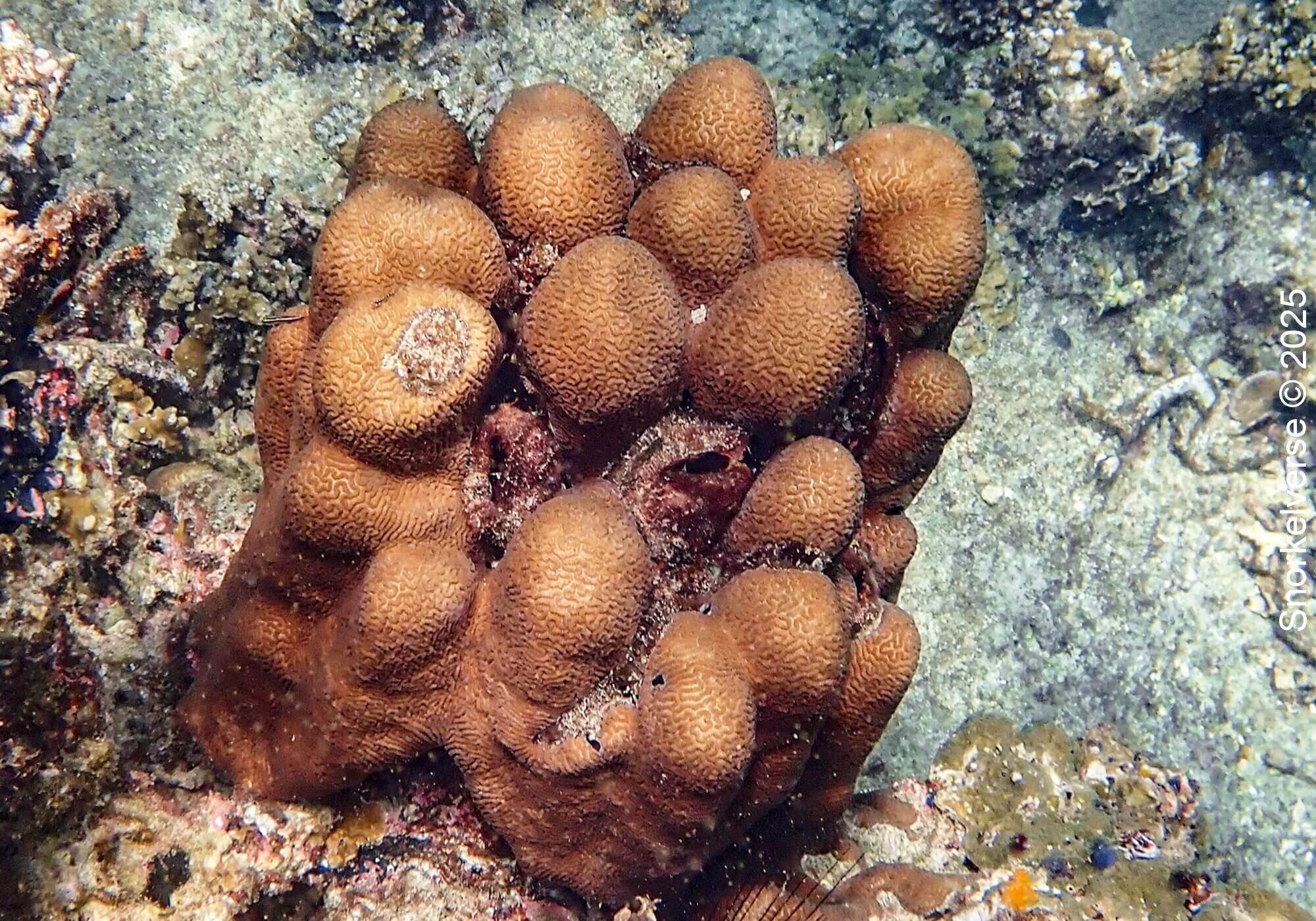 Brain Coral, Hin Wong Bay, Koh Tao