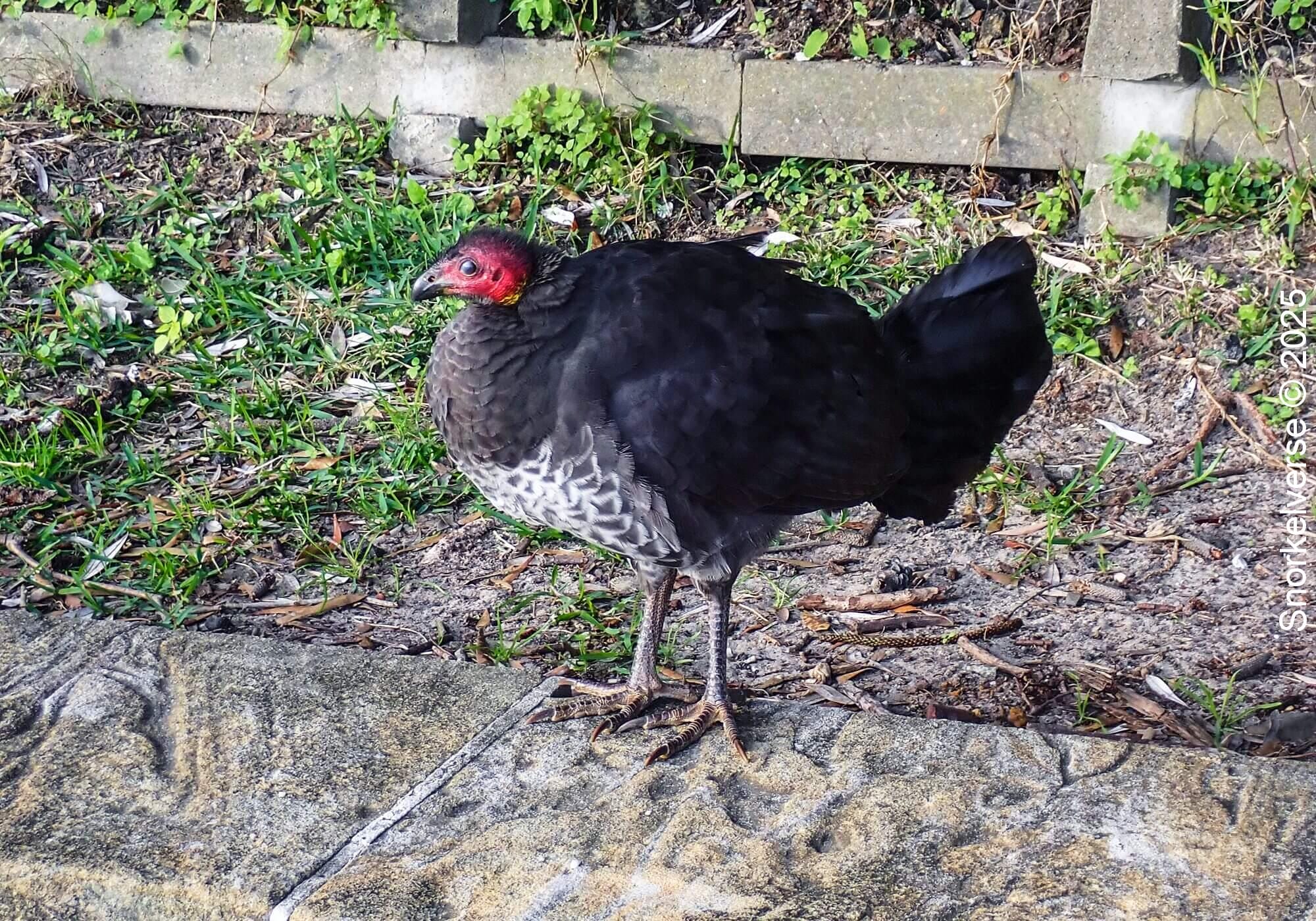 Brushturkey, Little Manly Beach, Manly