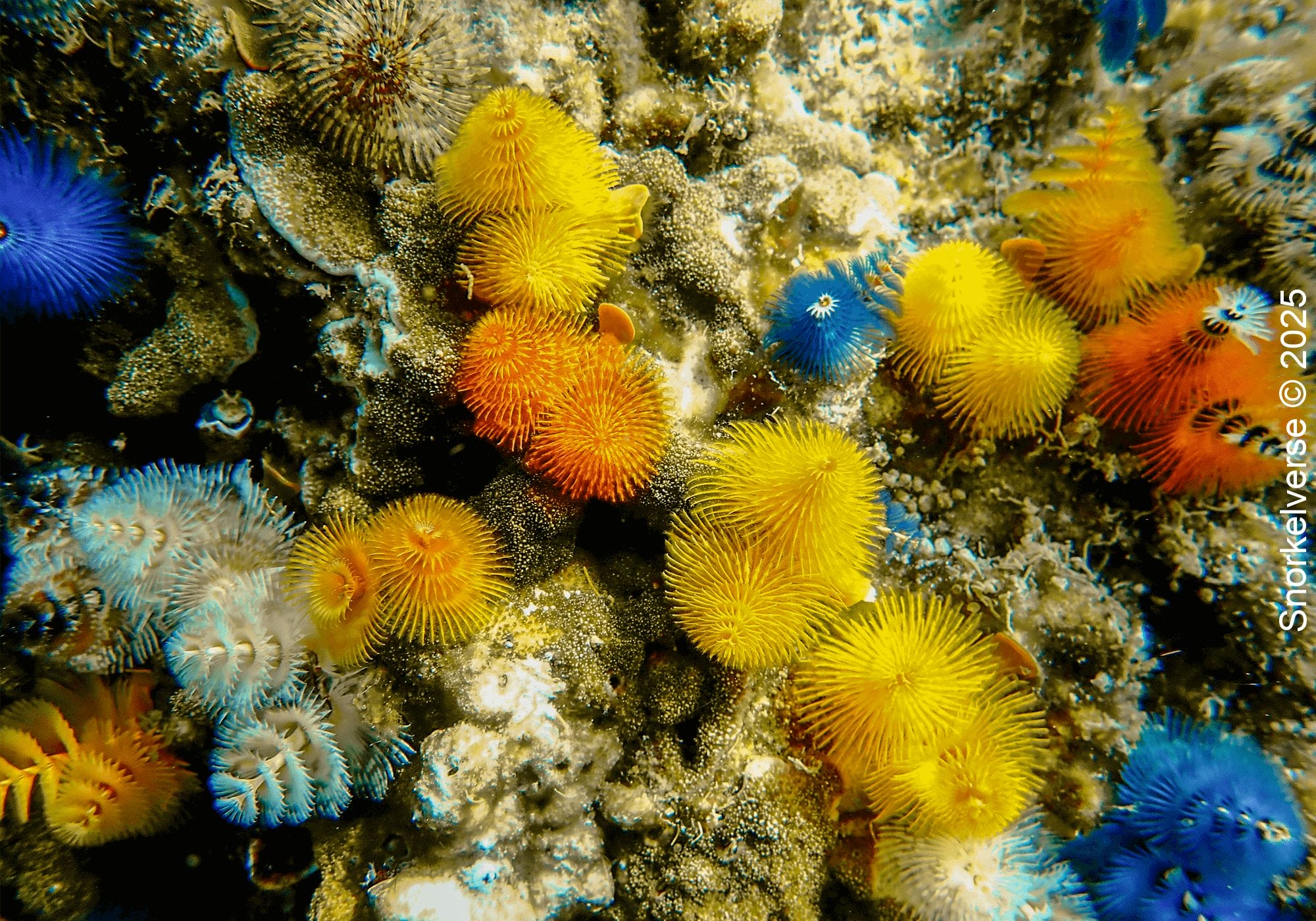 Snorkeling Hin Wong Bay, Koh Tao 21 Christmas Tree Worm, Hin Wong Bay, Koh Tao, Thailand