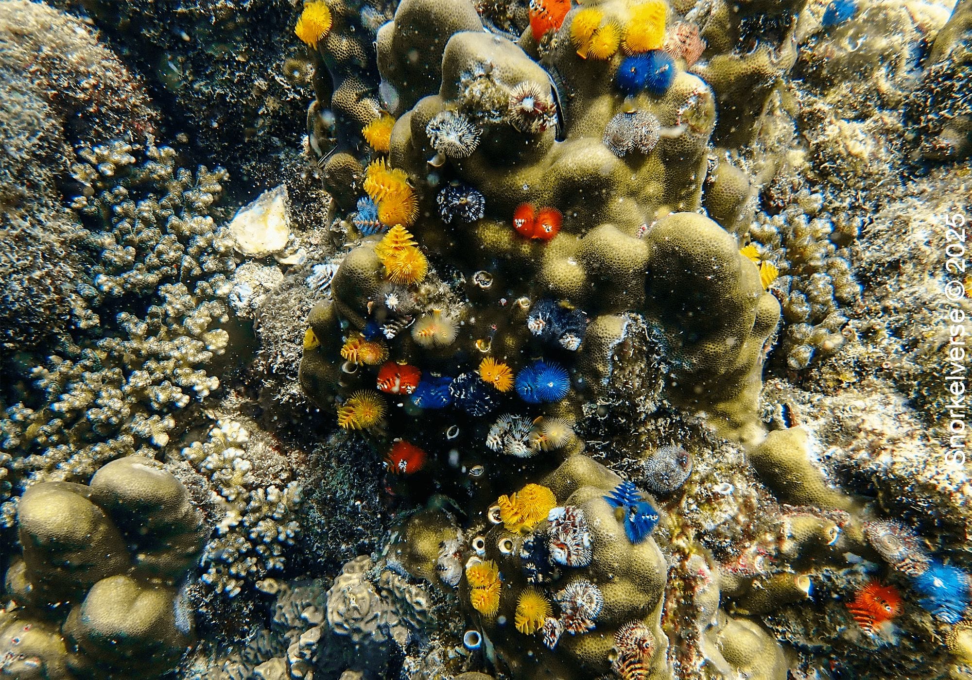 Christmas Tree Worm, Hin Wong Bay, Koh Tao