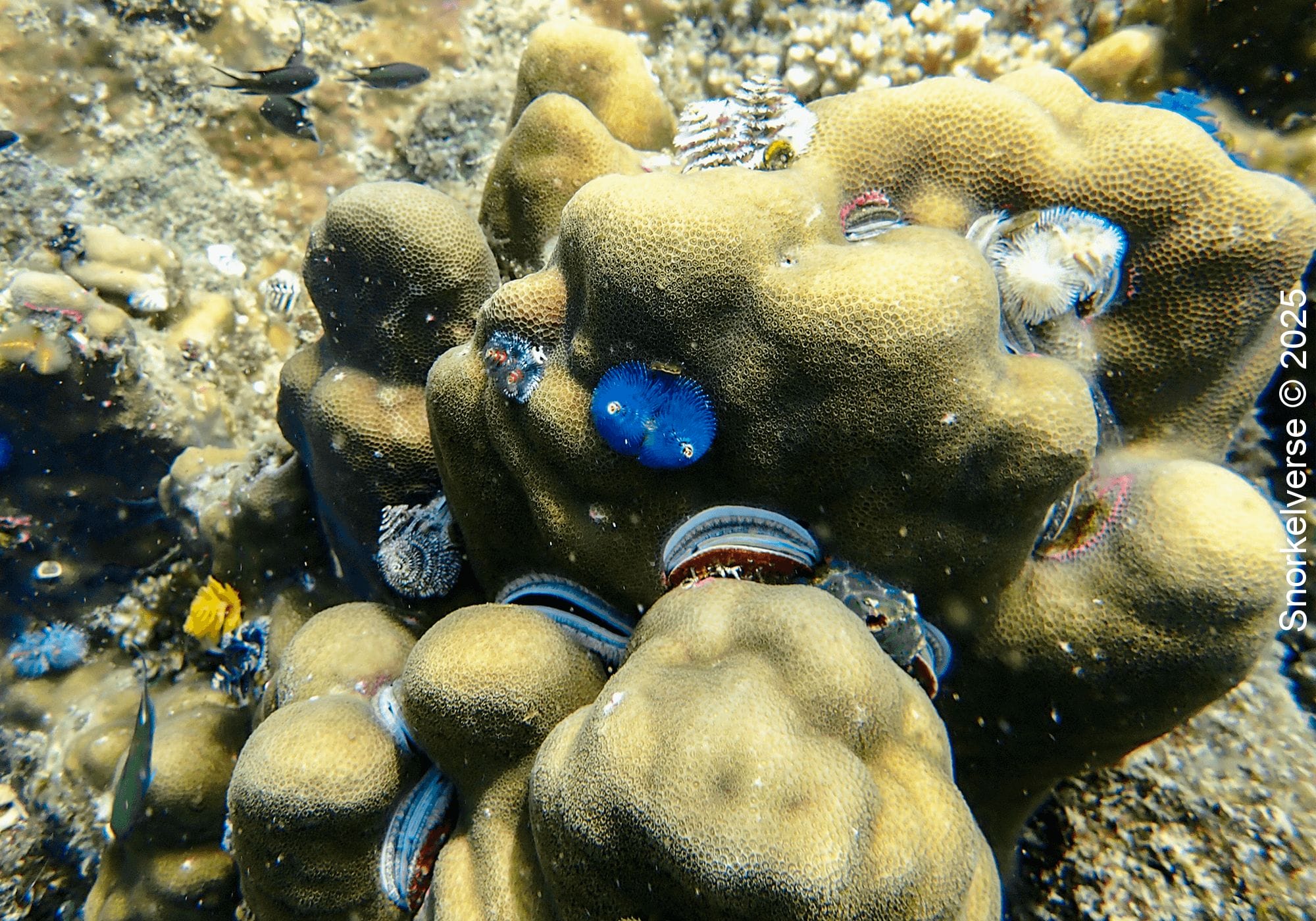 Snorkeling Hin Wong Bay, Koh Tao 23 Christmas Tree Worm, Hin Wong Bay, Koh Tao