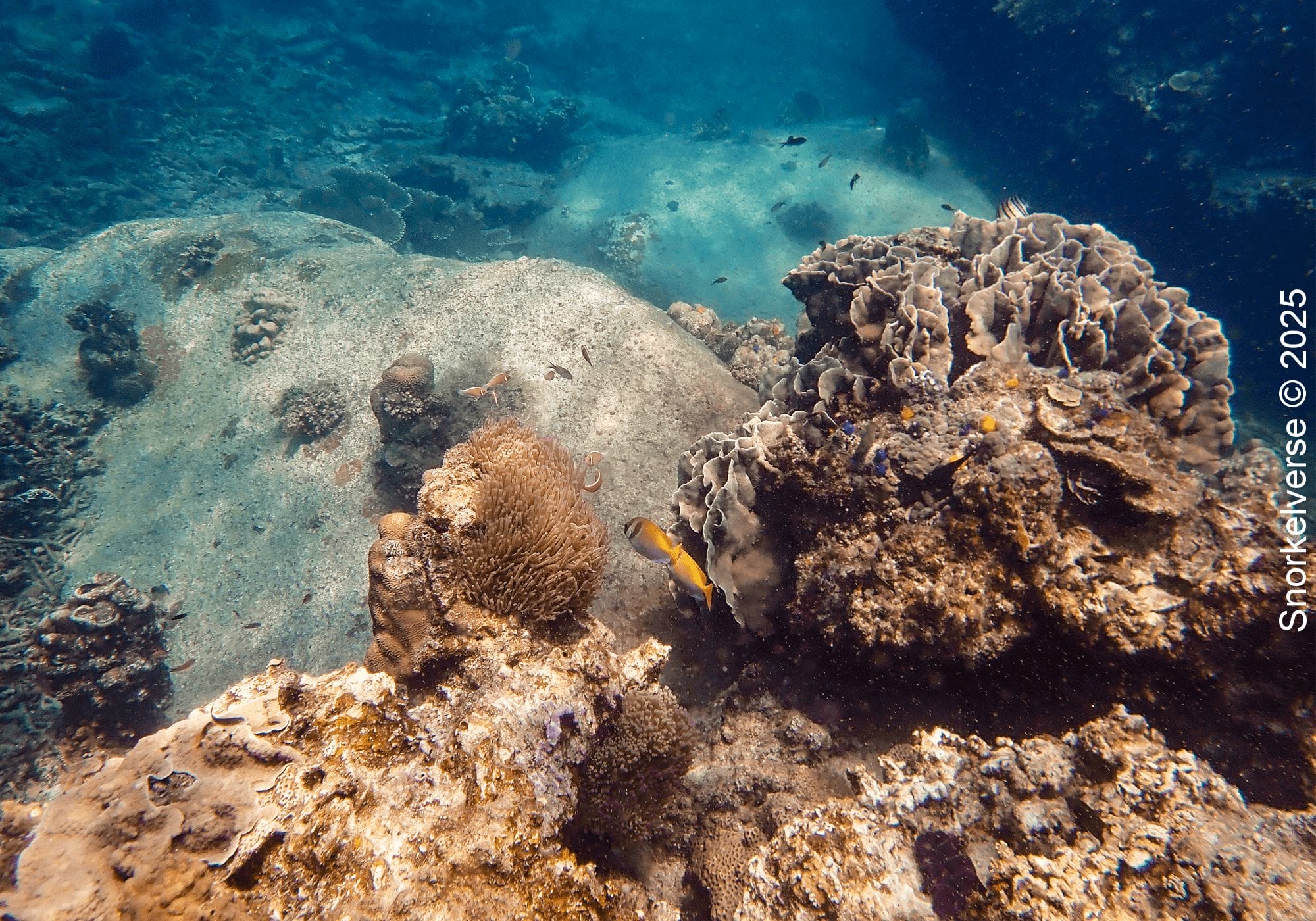 Snorkeling Hin Wong Bay, Koh Tao 27 Coral Reef, Hin Wong Bay, Koh Tao