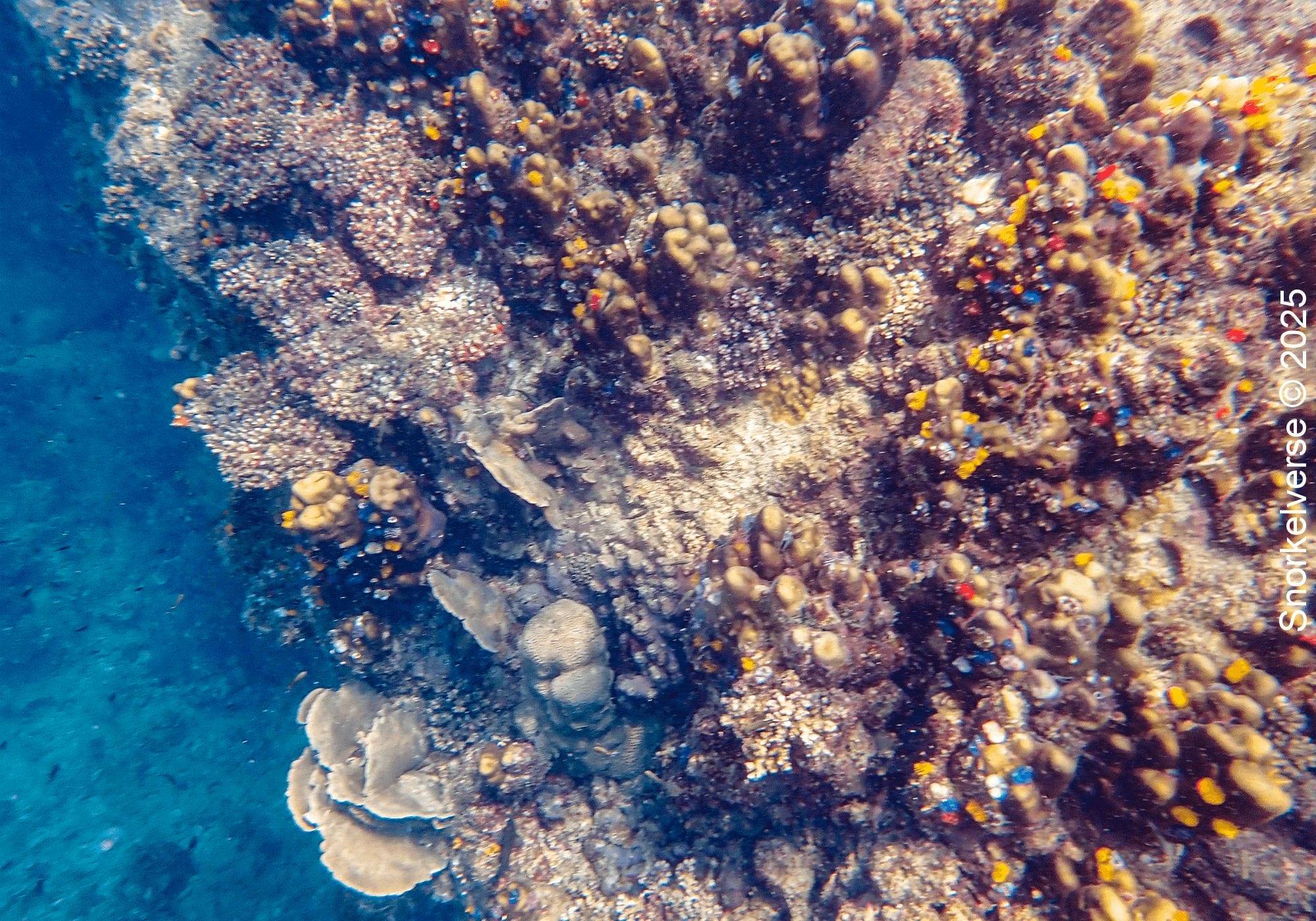 Snorkeling Hin Wong Bay, Koh Tao 38 Coral Reef, Hin Wong Bay, Koh Tao