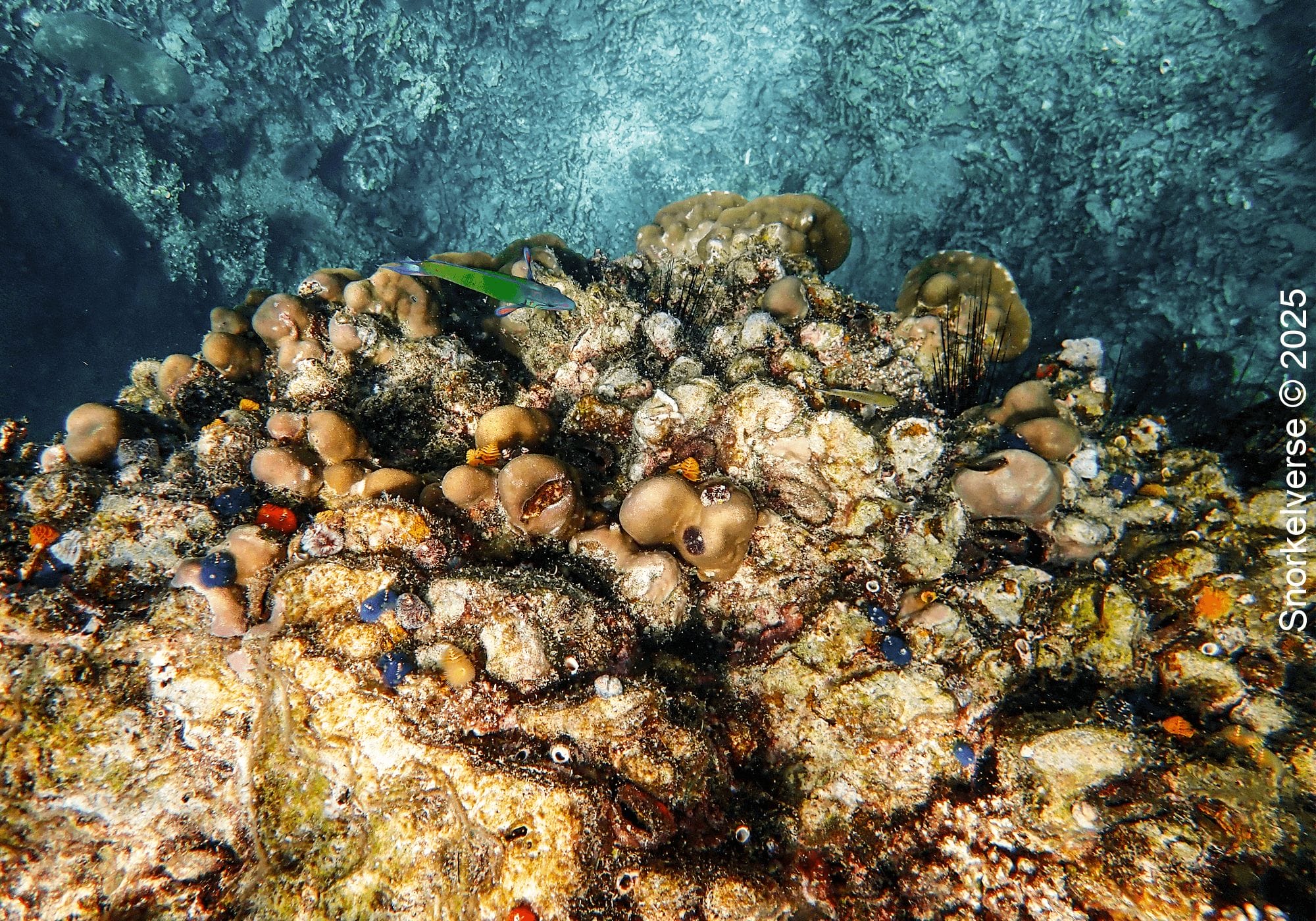 Snorkeling Hin Wong Bay, Koh Tao 19 Coral Reef, Hin Wong Bay, Koh Tao