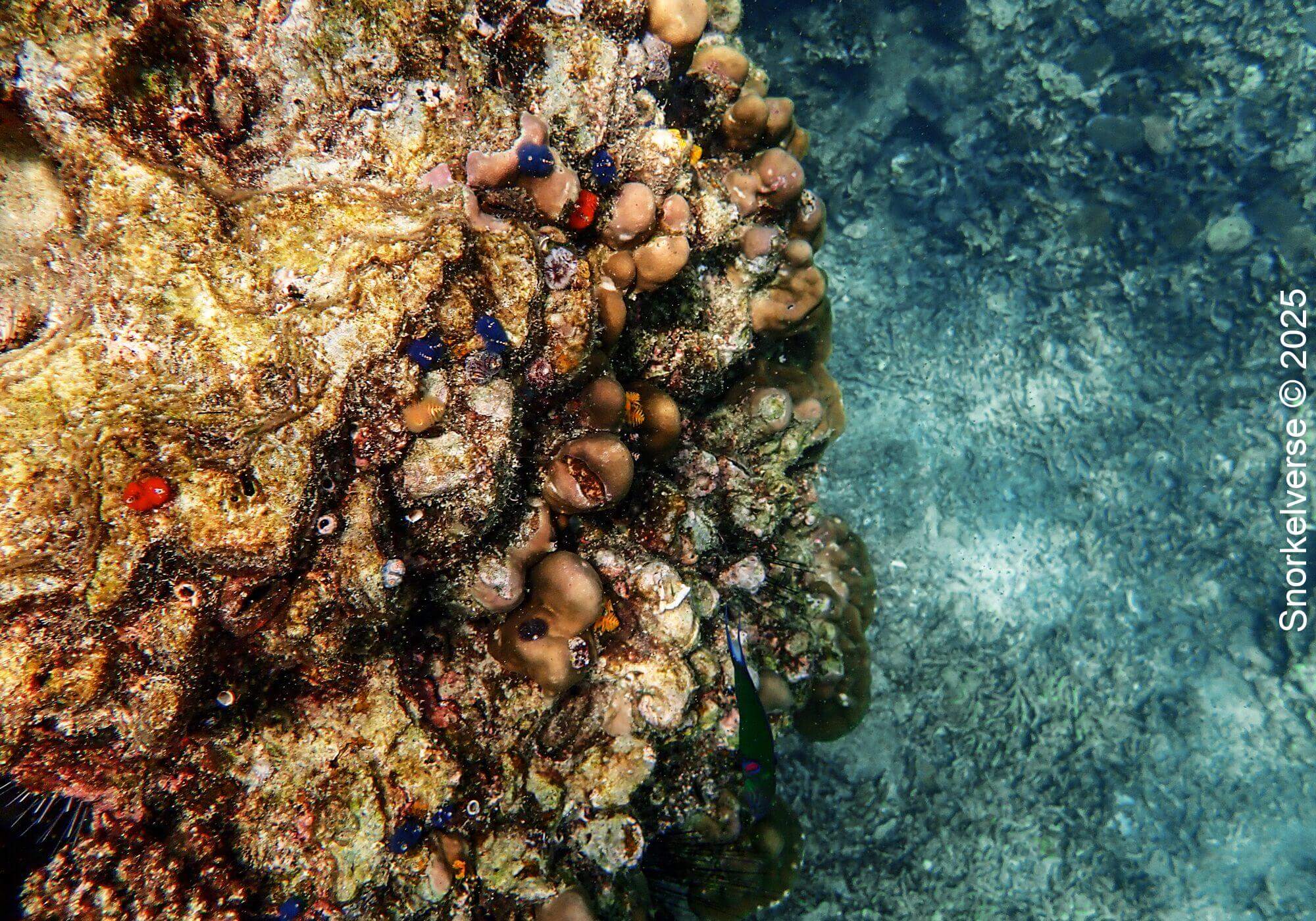 Coral Reef, Hin Wong Bay, Koh Tao