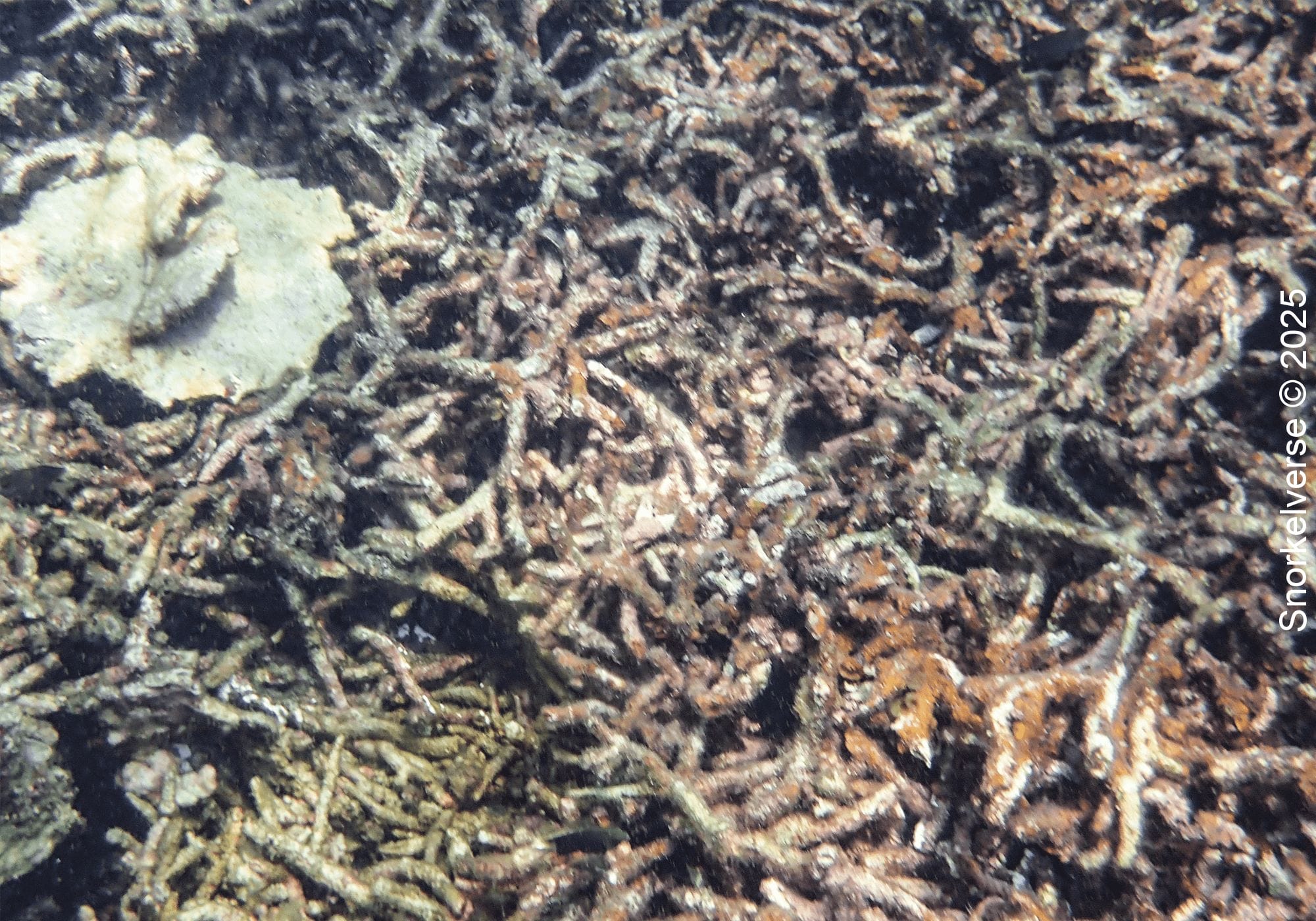 Dead Coral, Hin Wong Bay, Koh Tao
