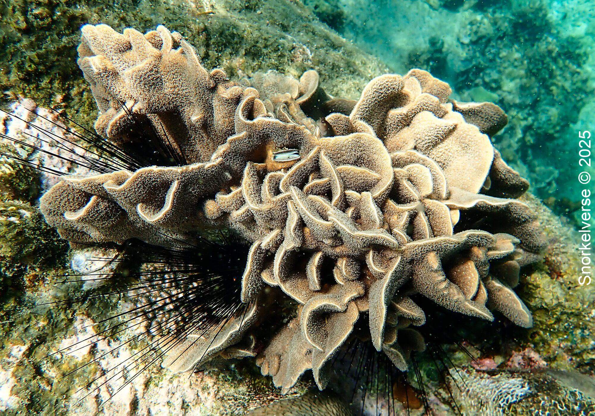 Flower Coral, Hin Wong Bay, Koh Tao