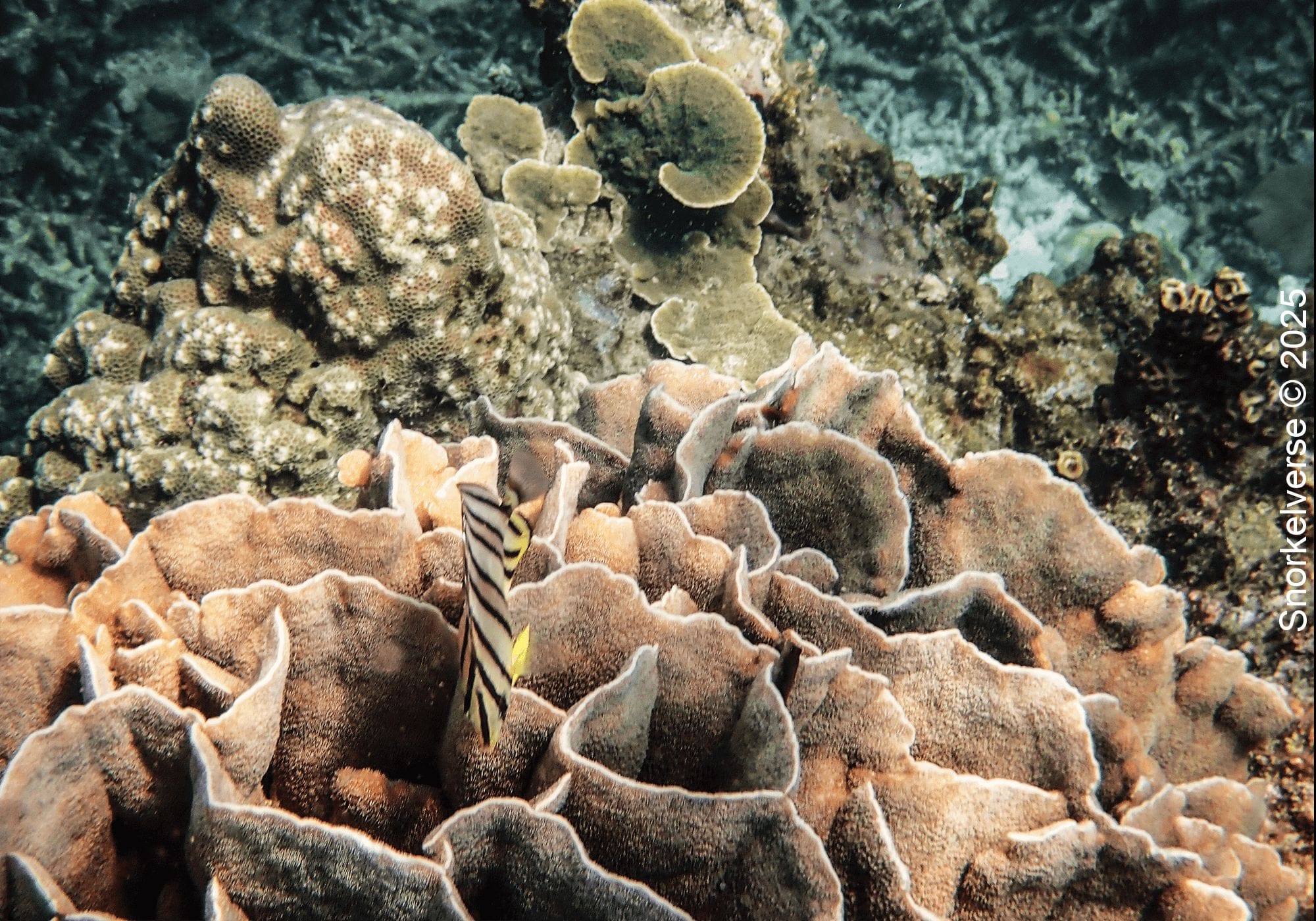 Flower Coral, Hin Wong Bay, Koh Tao