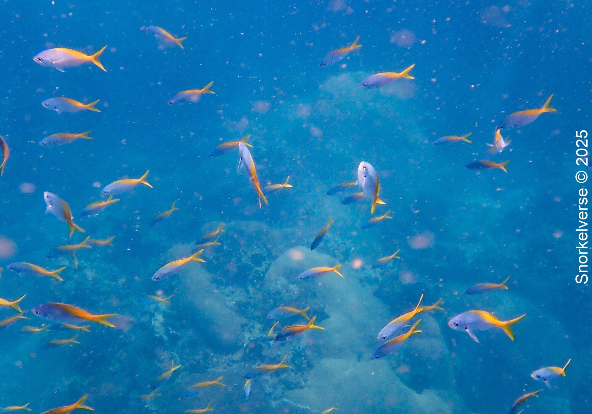Deep-Bodied Fusiliers, Hin Wong Bay, Koh Tao