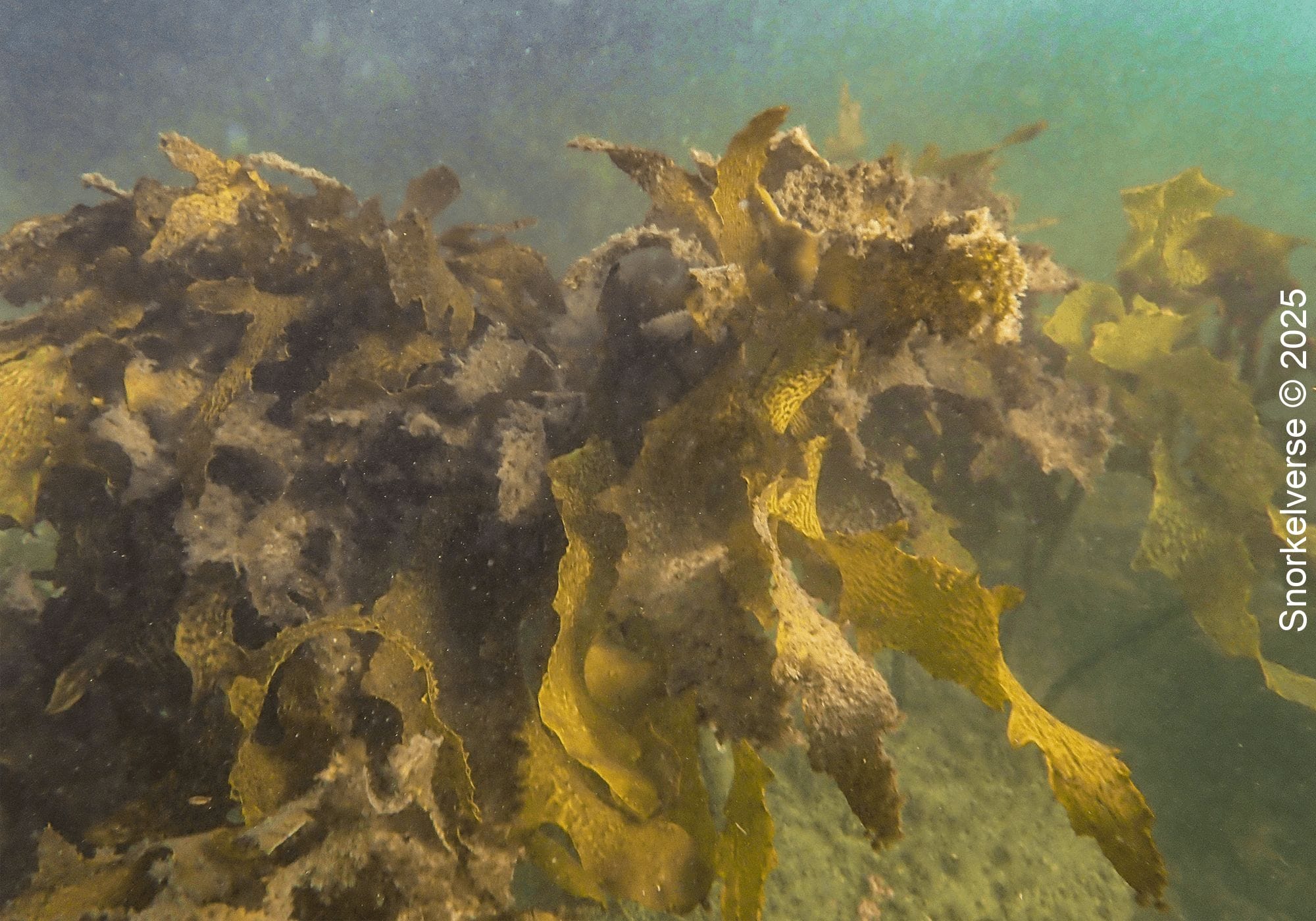 Snorkeling Little Manly Beach, Sydney 28 Golden Sea Kelp, Little Manly Beach