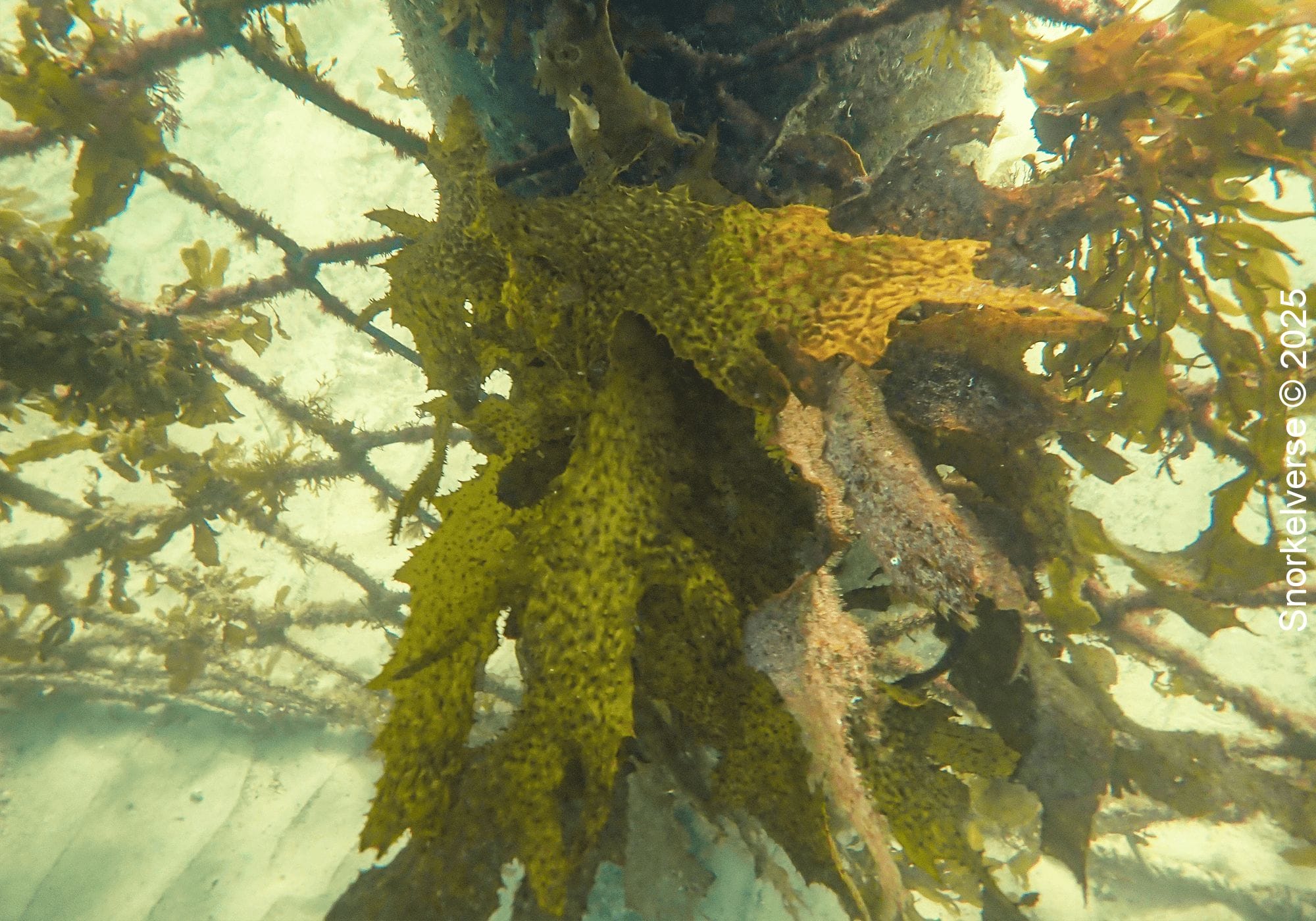 Snorkeling Little Manly Beach, Sydney 27 Golden Sea Kelp, Little Manly Beach