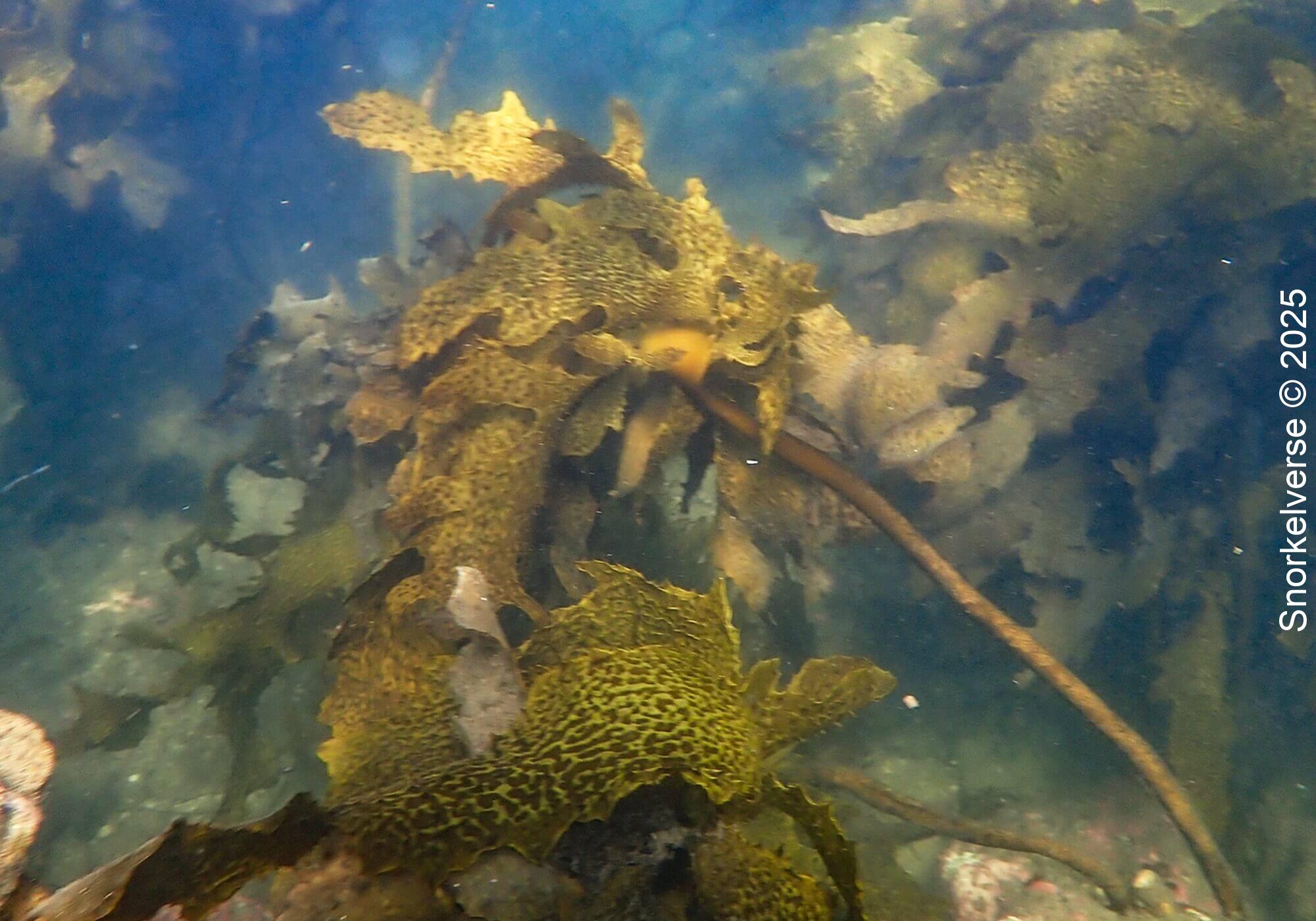 Snorkeling Little Manly Beach, Sydney 26 Golden Kelp, Little Manly Beach
