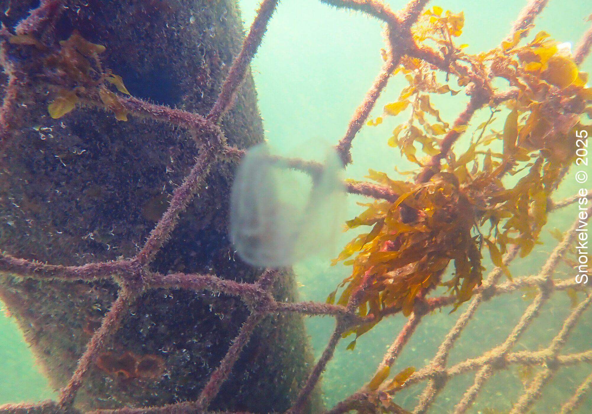Snorkeling Little Manly Beach, Sydney 34 Jellyfish, Little Manly Beach