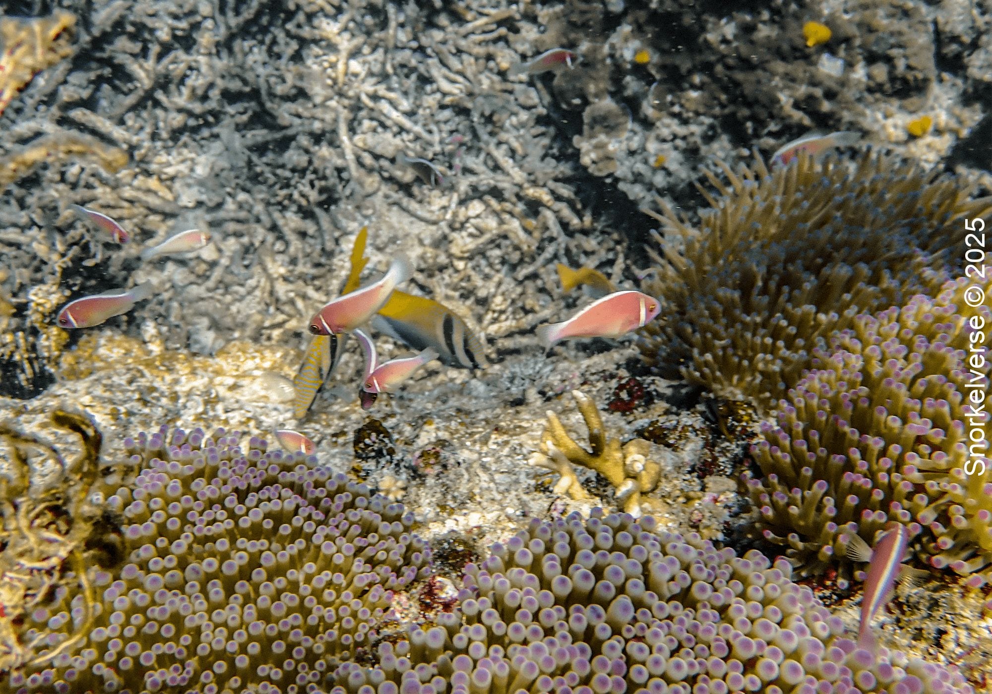 Snorkeling Hin Wong Bay, Koh Tao 32 Marine Life, Hin Wong Bay, Koh Tao