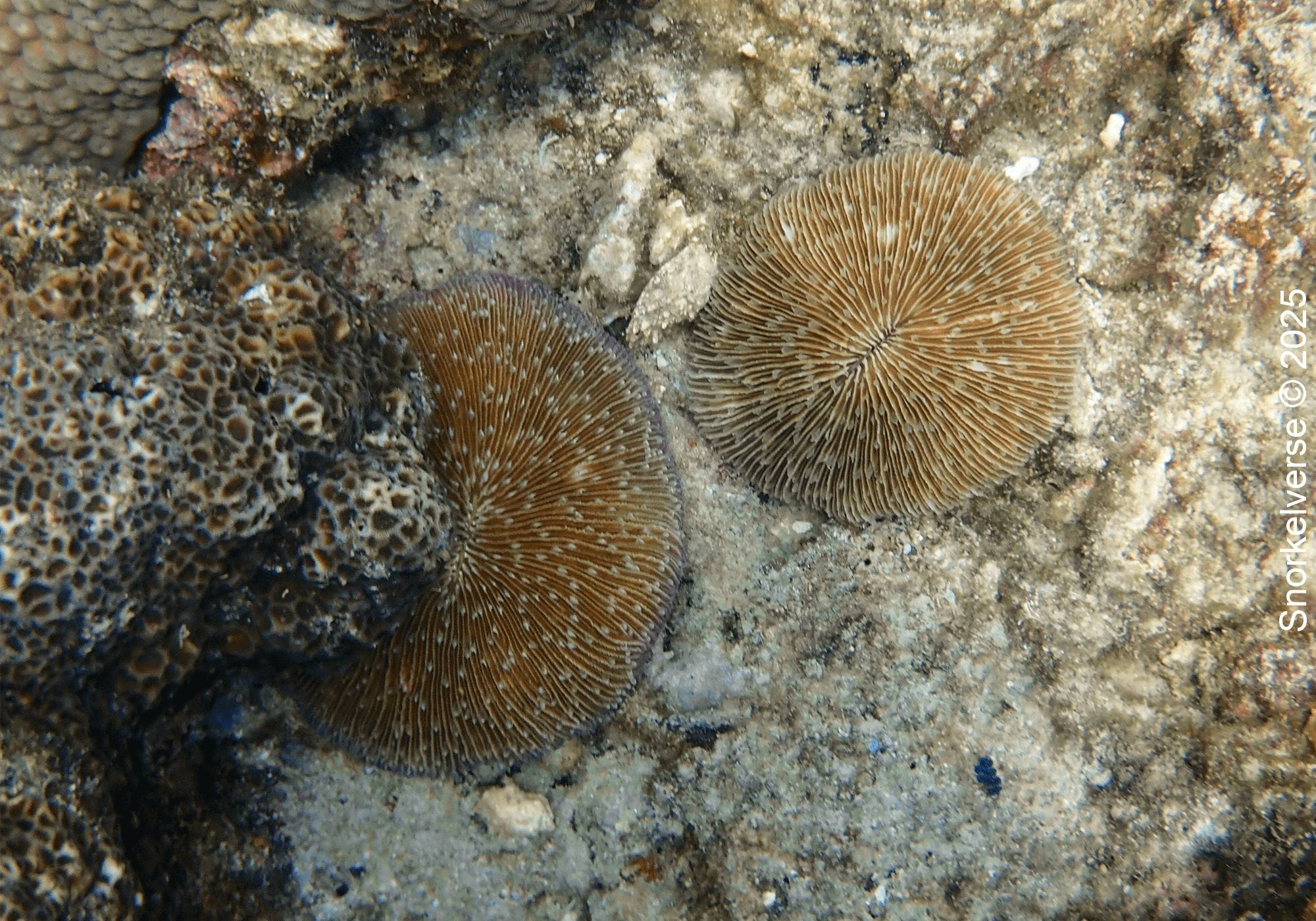 Snorkeling Hin Wong Bay, Koh Tao 26 Mushroom Coral, Hin Wong Bay, Koh Tao