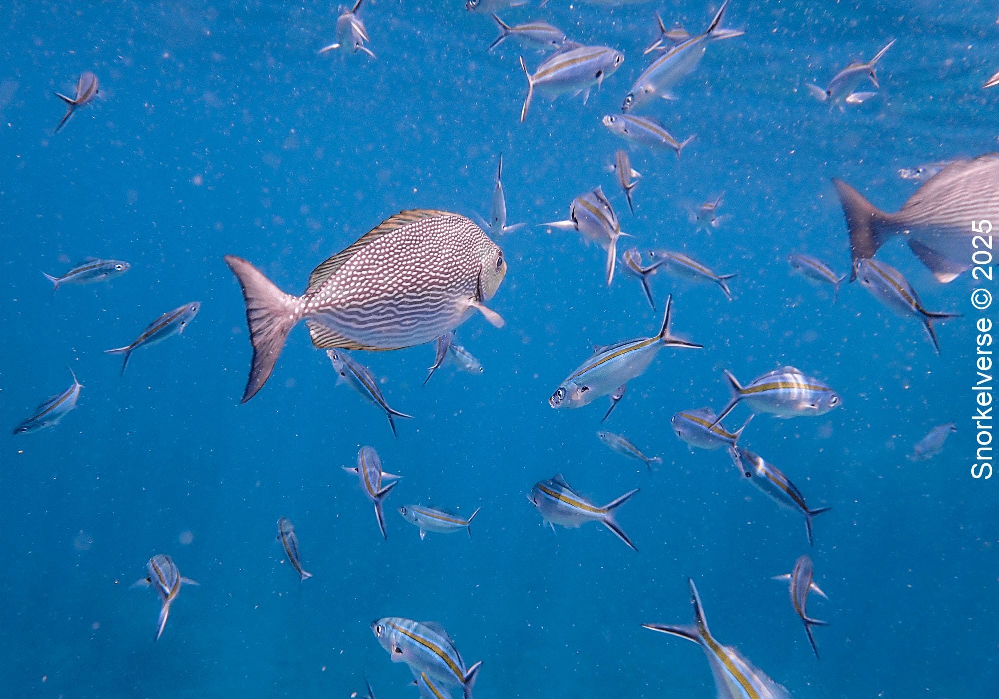 Rabbitfish and Fusilier, Hin Wong Bay, Koh Tao
