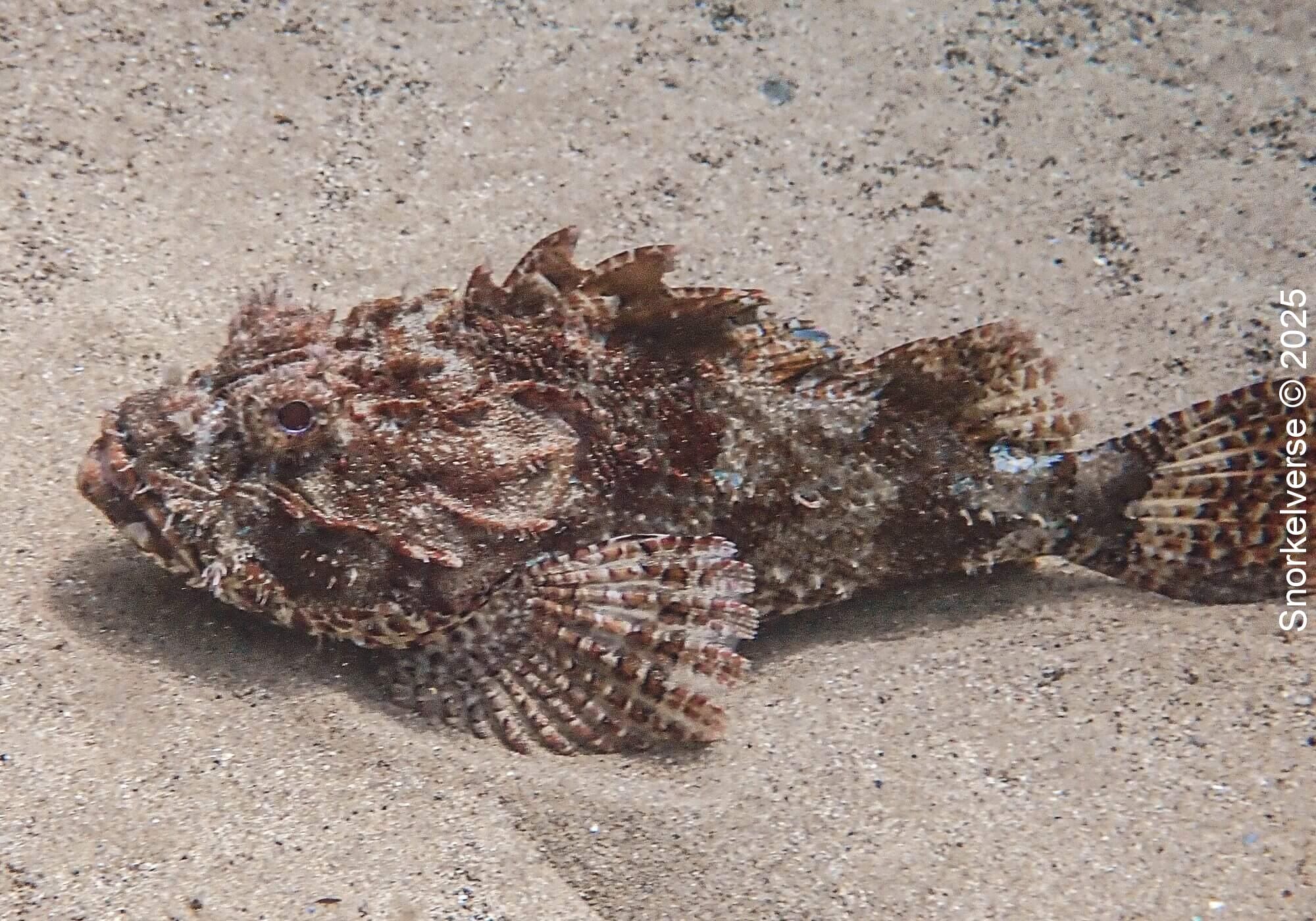 Red Scorpionfish, Cabbage Tree Bay, Manly
