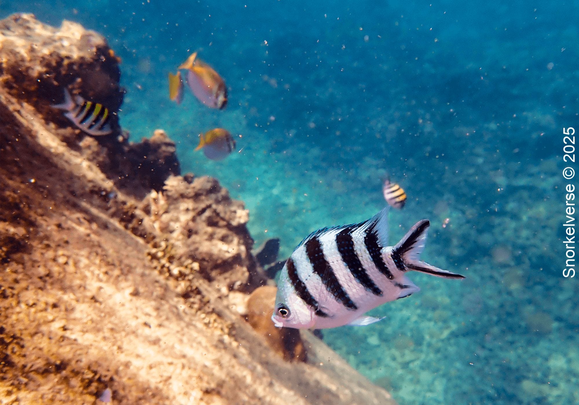 Snorkeling Hin Wong Bay, Koh Tao 33 Scissor-Tail Damselfish, Hin Wong Bay, Koh Tao