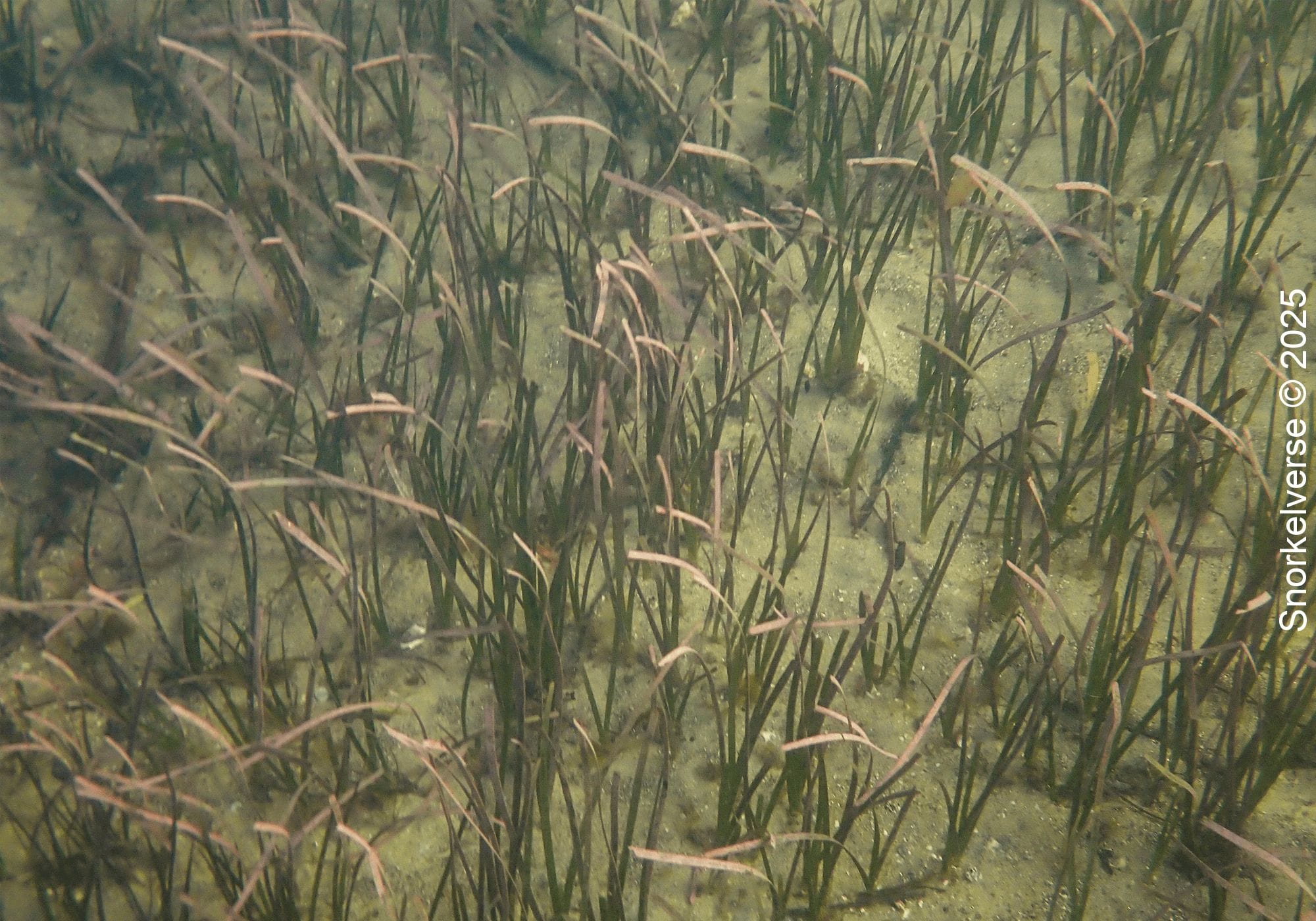 Sea Grass, Little Manly Beach