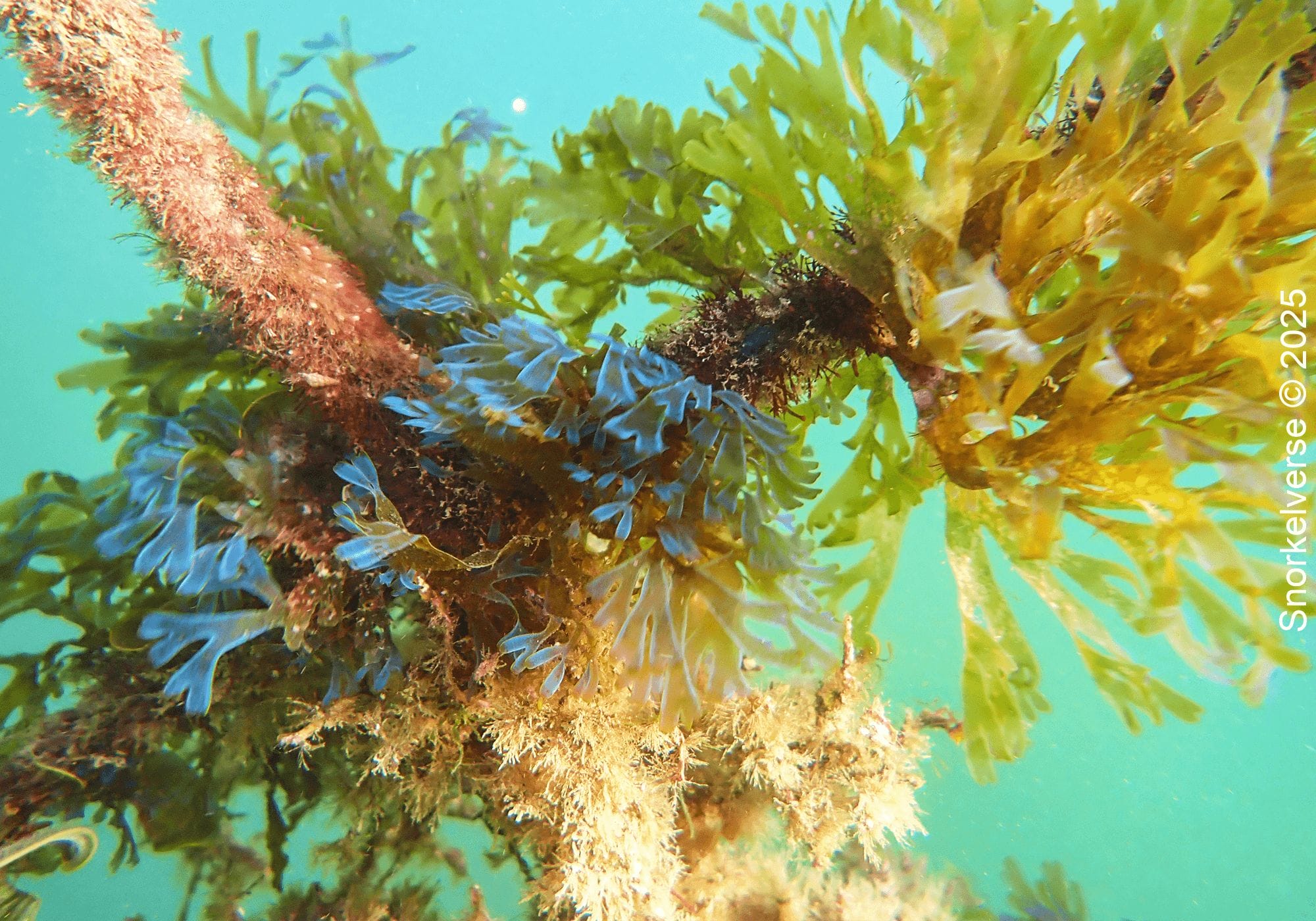 Snorkeling Little Manly Beach, Sydney 31 Sea Plant, Little Manly Beach
