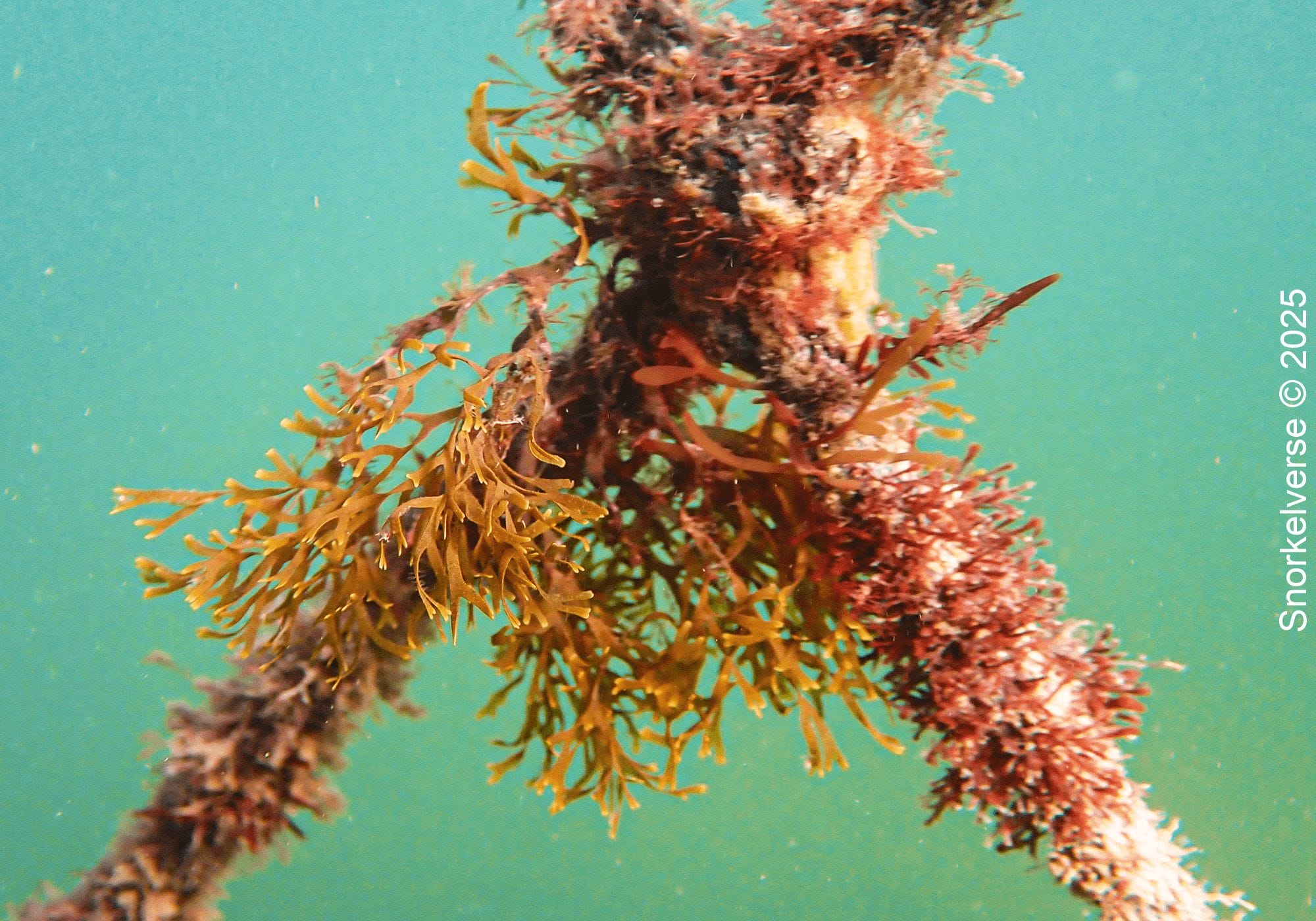 Sea Plant Little Manly Beach 3
