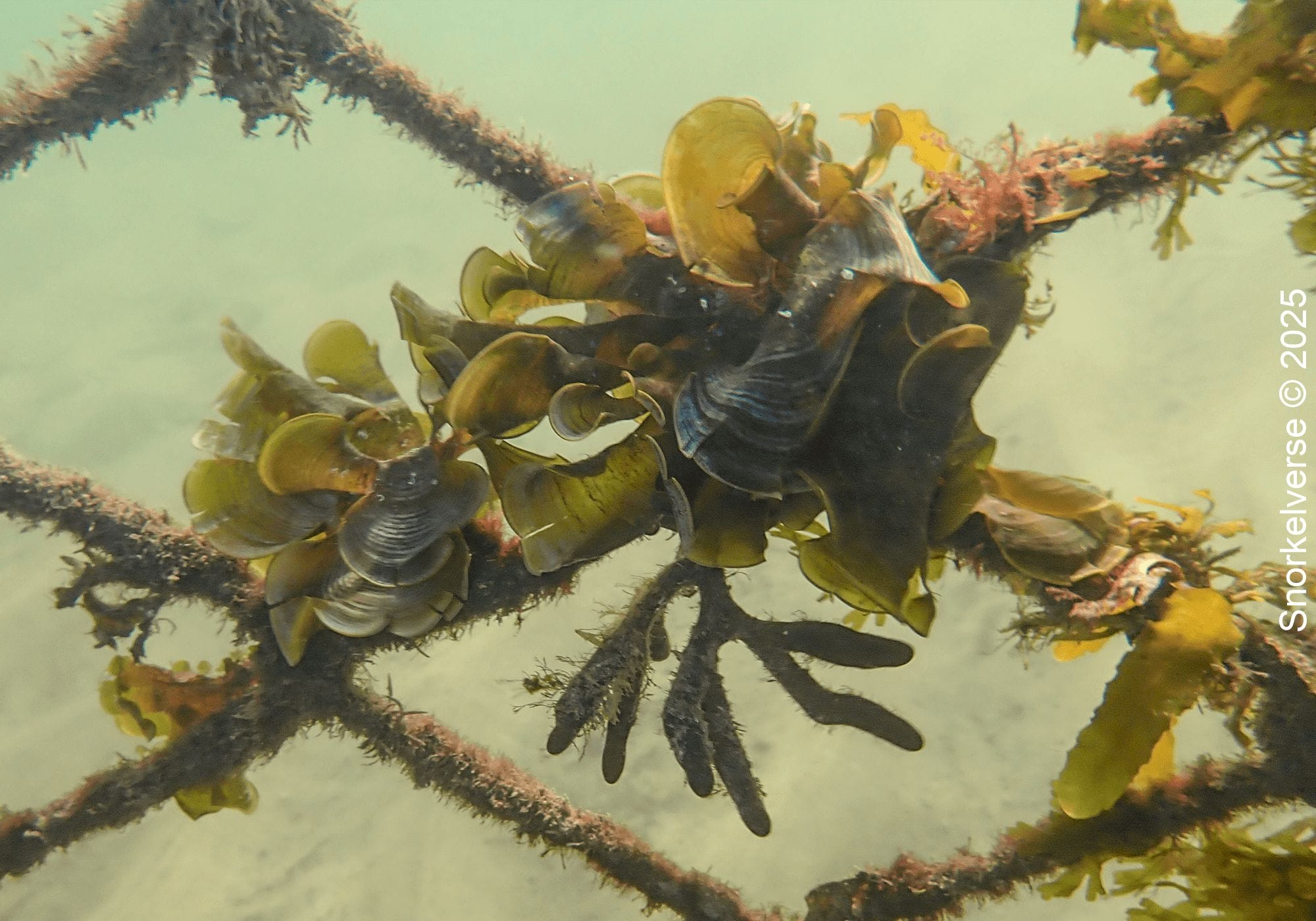 Sea Plant, Little Manly Beach