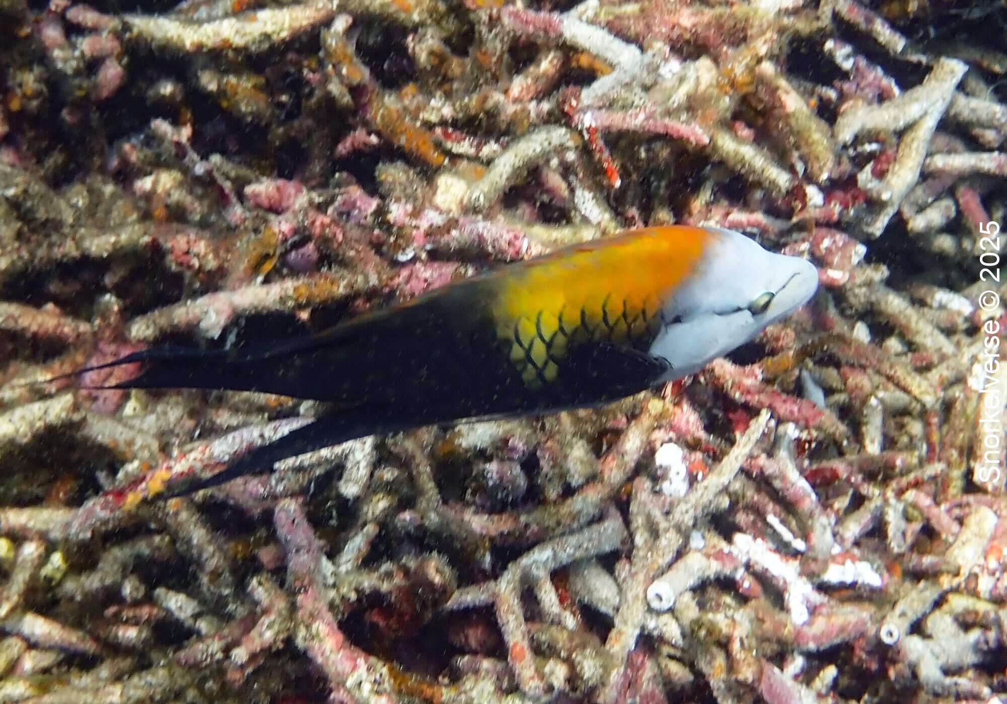 Slingjaw Wrasse, Hin Wong Bay, Koh Tao