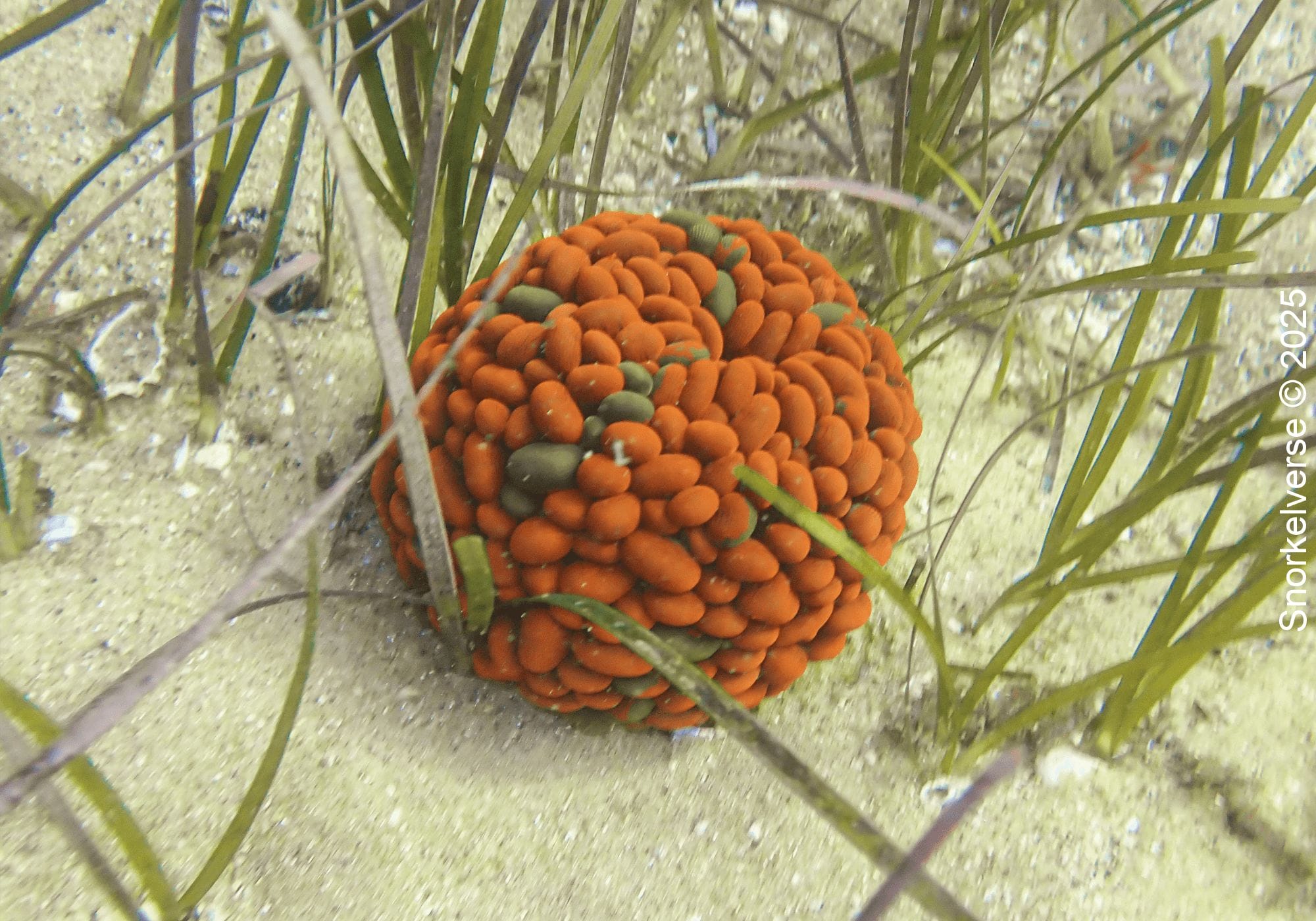 Swimming Anemone, Little Manly Beach