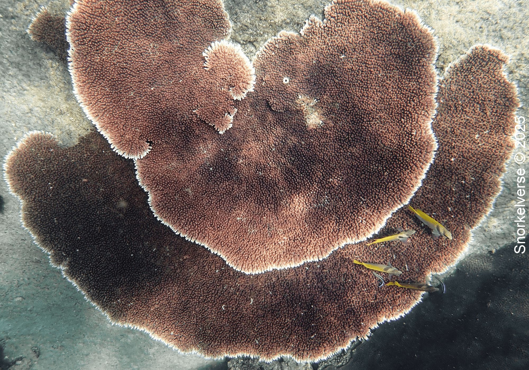 Snorkeling Hin Wong Bay, Koh Tao 17 Table Coral, Hin Wong Bay