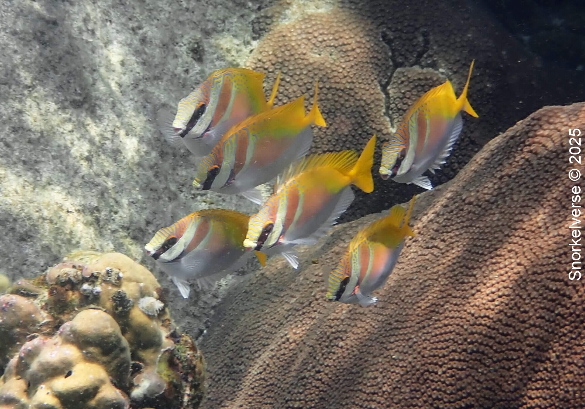 Virgate Rabbitfish, Hin Wong Bay, Koh Tao
