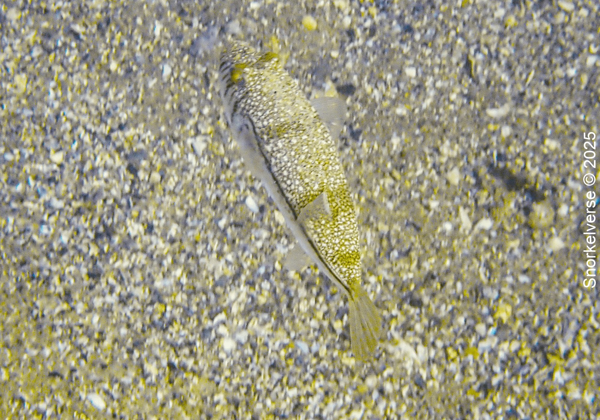 Snorkeling Little Manly Beach, Sydney 32 Weeping Toadfish, Little Manly Beach